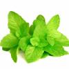 Flavor :  Spearmint by Delosi