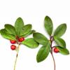 Flavor :  Wintergreen by Delosi