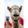 Flavor :  Camel by Dillon's