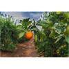 Flavor :  Vg Orange by Dillon's