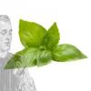 Flavor :  Basilic by DIY and Vap