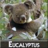 Arôme : Eucalyptus
Dernière mise à jour le : 14-01-2015 Arôme : Eucalyptus
Dernière mise à jour le : 14-01-2015