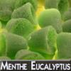 Flavor :  Menthe Eucalyptus by DIY and Vap