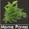 Flavor : menthe poivree by DIY and Vap Flavor : menthe poivree by DIY and Vap