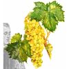Arôme : Raisin Muscat
Dernière mise à jour le : 14-03-2018 Arôme : Raisin Muscat
Dernière mise à jour le : 14-03-2018