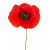 Flavor :  Coquelicot by E-cetera