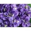 Flavor :  Violette by E-cetera