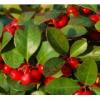 Flavor :  Wintergreen by E-cetera