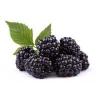 Flavor :  Brombeere by E-Rauchershop