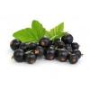 Flavor :  Johannisbeere Cassis by E-Rauchershop