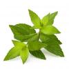 Flavor :  Spearmint by E-Rauchershop