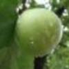 Flavor :  Hc Green Apple by EcigModShop