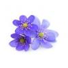 Flavor :  Anemone by Elli's