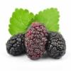 Flavor :  Boysenberry by Elli's