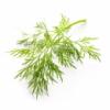 Flavor :  Dill by Elli's