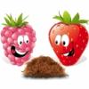 Flavor :  Elliberry Blend by Elli's
