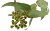 Flavor :  Eucalyptus by Elli's