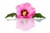 Flavor :  Hibiscus Flowering by Elli's