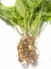 Flavor :  Horseradish by Elli's