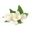 Flavor :  Jasmin by Elli's
