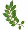 Flavor :  Laurel by Elli's