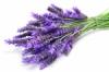 Flavor :  Lavender by Elli's