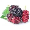 Flavor :  Maulbeere by Elli's