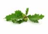 Flavor :  Oak Leaves by Elli's