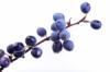 Flavor :  Sloe par ELLI'S