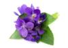 Flavor :  Violet by Elli's