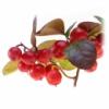 Flavor :  Wintergreen by Elli's