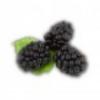 Flavor :  Blackberry par ELUSTO