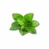 Flavor :  Mint by Elusto