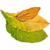Flavor :  Tabacco Dry4 by EnjoySvapo