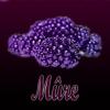 Flavor :  Mure by Excellium Juice