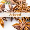 Flavor :  Aniseed by Flavor Jungle