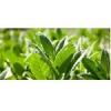 Flavor :  American Blend Tobacco by Flavor Shack