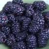 Flavor :  Blackberry by Flavor Shack