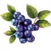 Flavor :  Blueberry by Flavor Shack