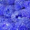 Flavor :  Clear Blue Razz Lewy par FLAVOR SHACK