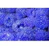 Flavor :  Clear Blue Razz Mt Dewy by Flavor Shack
