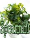 Flavor :  Spearmint by Flavor Shack