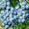 Flavor :  Vg Blueberry by Flavor Shack