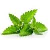 Flavor :  X2 Mint par FLAVOR SHACK