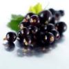 Flavor :  Black Currant by Flavor West
