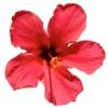 Flavor :  Hibiscus by Flavor West