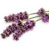 Flavor :  Lavender by Flavor West