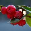 Flavor :  Teaberry by Flavor West
