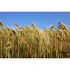 Flavor :  Barley Malt by FlavourArt