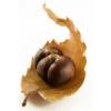 Flavor :  Chestnut by FlavourArt